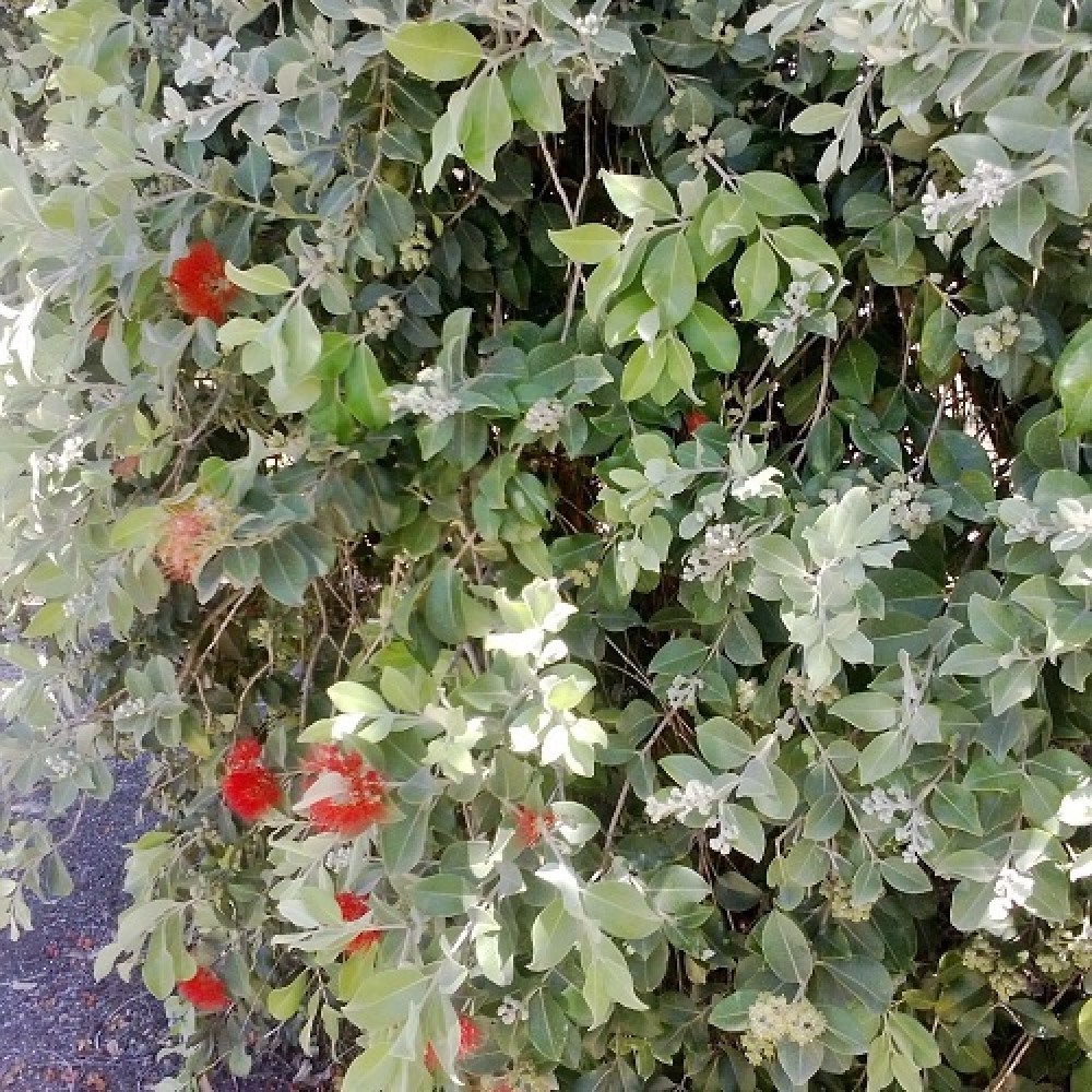 Metrosideros thomasii New Zealand Christmas Bush